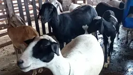 Sebrae promove Dia de Campo da Ovinocaprinocultura em Floriano (Foto: Reprodução)