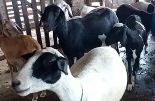 Sebrae promove Dia de Campo da Ovinocaprinocultura em Floriano (Foto: Reprodução)