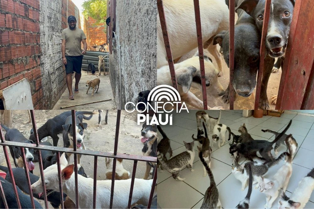 Sem ração e endividado, abrigo Patinhas do Coração, em Teresina, pede socorro