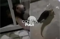 Tamanduá busca abrigo em residência após incêndio devastar a região no Piauí