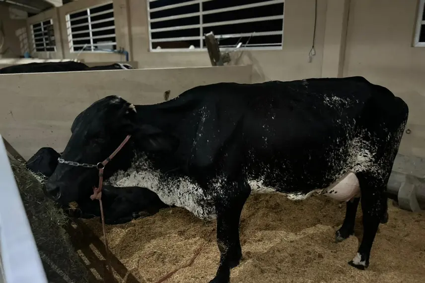 Taty Girl movimenta a 33ª Festa do Leite em São José do Divino