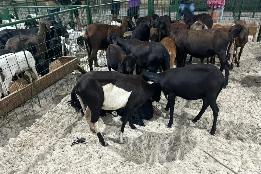 Taty Girl movimenta a 33ª Festa do Leite em São José do Divino