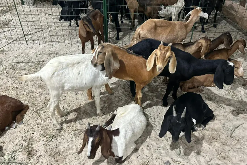 Taty Girl movimenta a 33ª Festa do Leite em São José do Divino