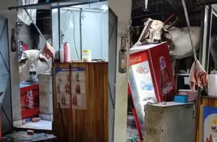 Vaca cai sobre telhado de bar no Ceará e causa destruição (Foto: Reprodução)