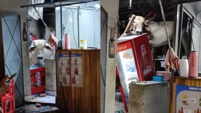 Vaca cai sobre telhado de bar no Ceará e causa destruição