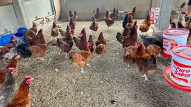 ALI Rural Piauí (Foto: Reprodução)