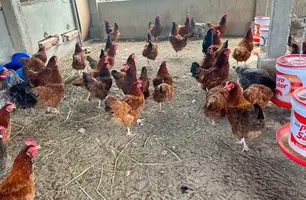 ALI Rural Piauí (Foto: Reprodução)