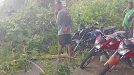 Árvore cai na avenida Raul Lopes e deixa via interditada em frente ao Riverside (Foto: Reprodução)