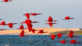 Aves (Foto: Foto: Chico Rasta/Mtur)