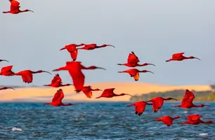 Aves (Foto: Foto: Chico Rasta/Mtur)