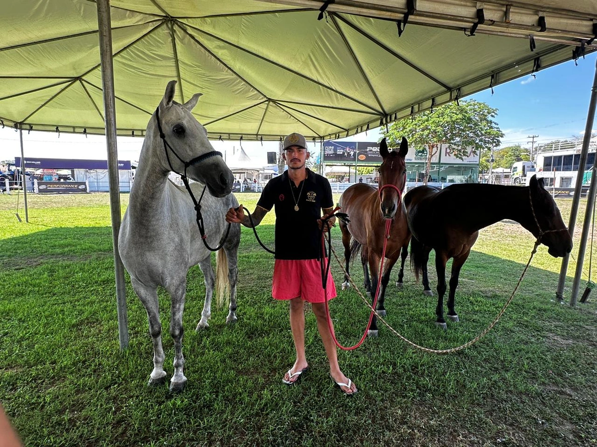 Bastidores da Expoapi mostram preparo dos cavalos do Haras JH 2 Irmãos