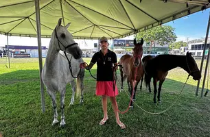 Bastidores da Expoapi mostram preparo dos cavalos do Haras JH 2 Irmãos (Foto: Conecta Piauí)