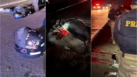 Casal fica ferido após moto colidir com vaca na BR-343, em Piripiri (Foto: Tribuna em Foco)