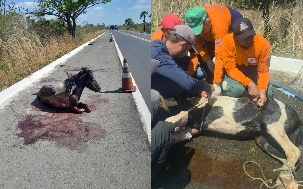 Cavalo atropelado é resgatado na rodovia, mas deve ser sacrificado após ferimentos