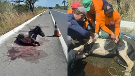 Cavalo atropelado é resgatado na rodovia, mas deve ser sacrificado após ferimentos (Foto: Reprodução)