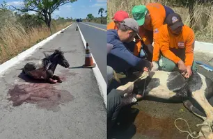 Cavalo atropelado é resgatado na rodovia, mas deve ser sacrificado após ferimentos (Foto: Reprodução)