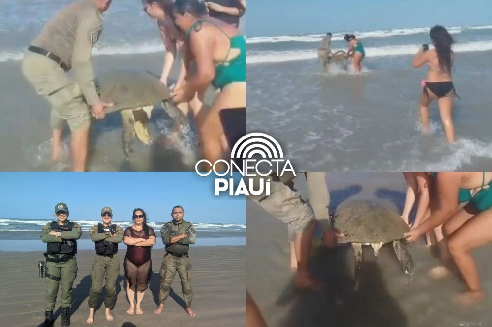 Com ajuda de criança, Polícia resgata tartaruga encalhada no litoral do Piauí