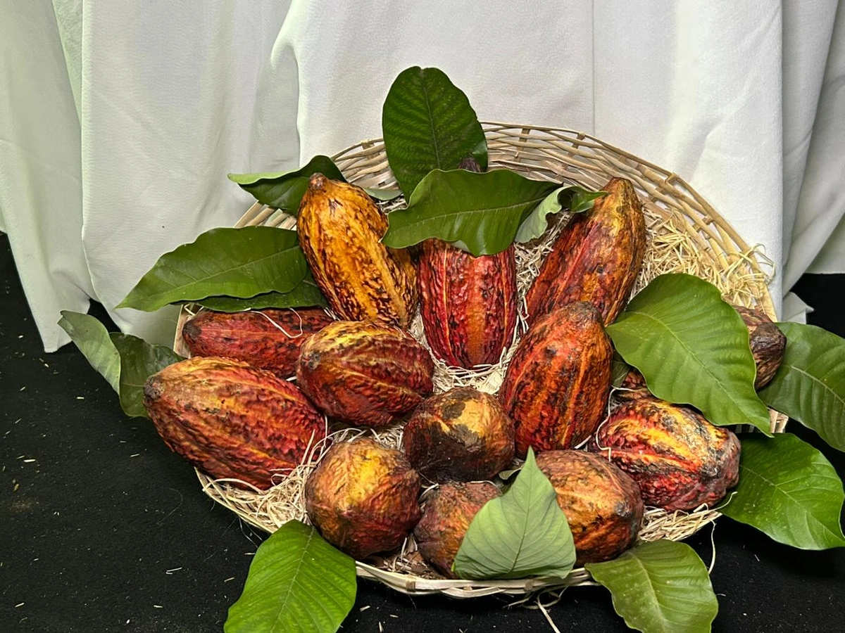 Cooperativa apresenta cultivo inovador de cacau adaptado ao semiárido do Piauí