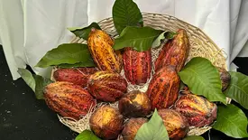 Cooperativa apresenta cultivo inovador de cacau adaptado ao semiárido do Piauí (Foto: Portal Conecta Píaui)