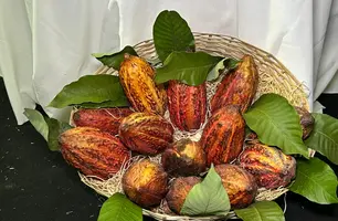 Cooperativa apresenta cultivo inovador de cacau adaptado ao semiárido do Piauí (Foto: Portal Conecta Píaui)