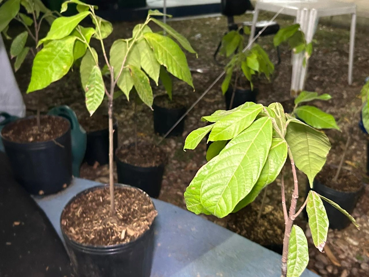 Cooperativa apresenta cultivo inovador de cacau adaptado ao semiárido do Piauí