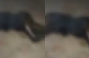 Corpo de mulher é encontrado em estado avançado de decomposição em Teresina (Foto: Reprodução)