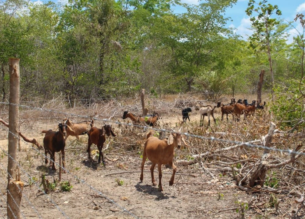 Crédito Fundiário possibilitou aquisição de mais de 3 mil hectares de terras no PI