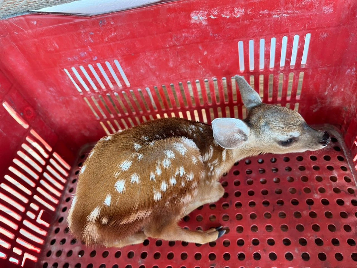 Filhote de cervo é resgatado após ser capturado em Castelo do Piauí