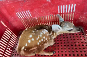 Filhote de cervo é resgatado após ser capturado em Castelo do Piauí (Foto: Divulgação/PMPI)