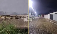 Jacaré aparece próximo ao 'Bar do Rufino' durante chuva em Teresina