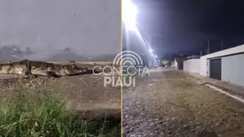 Jacaré aparece próximo ao 'Bar do Rufino' durante chuva em Teresina (Foto: Reprodução)