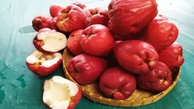 Jambo (Foto: Reprodução)