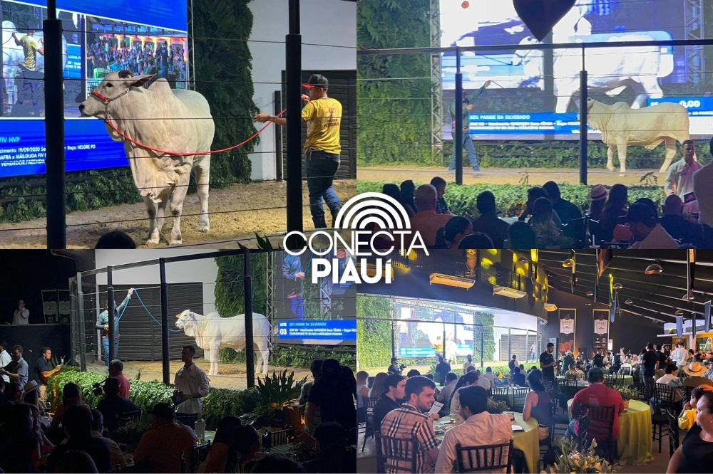 Leilão movimenta 74ª edição da Expoapi e destaca força da genética Nelore no Piauí