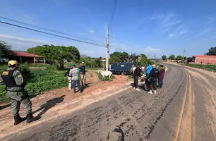 Mais de 40 animais são apreendidos e cinco pessoas são conduzidas em Amarante (Foto: Divulgação/SSP-PI)