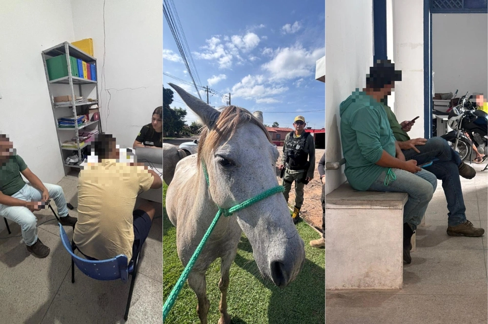 Mais de 40 animais são apreendidos e cinco pessoas são conduzidas em Amarante