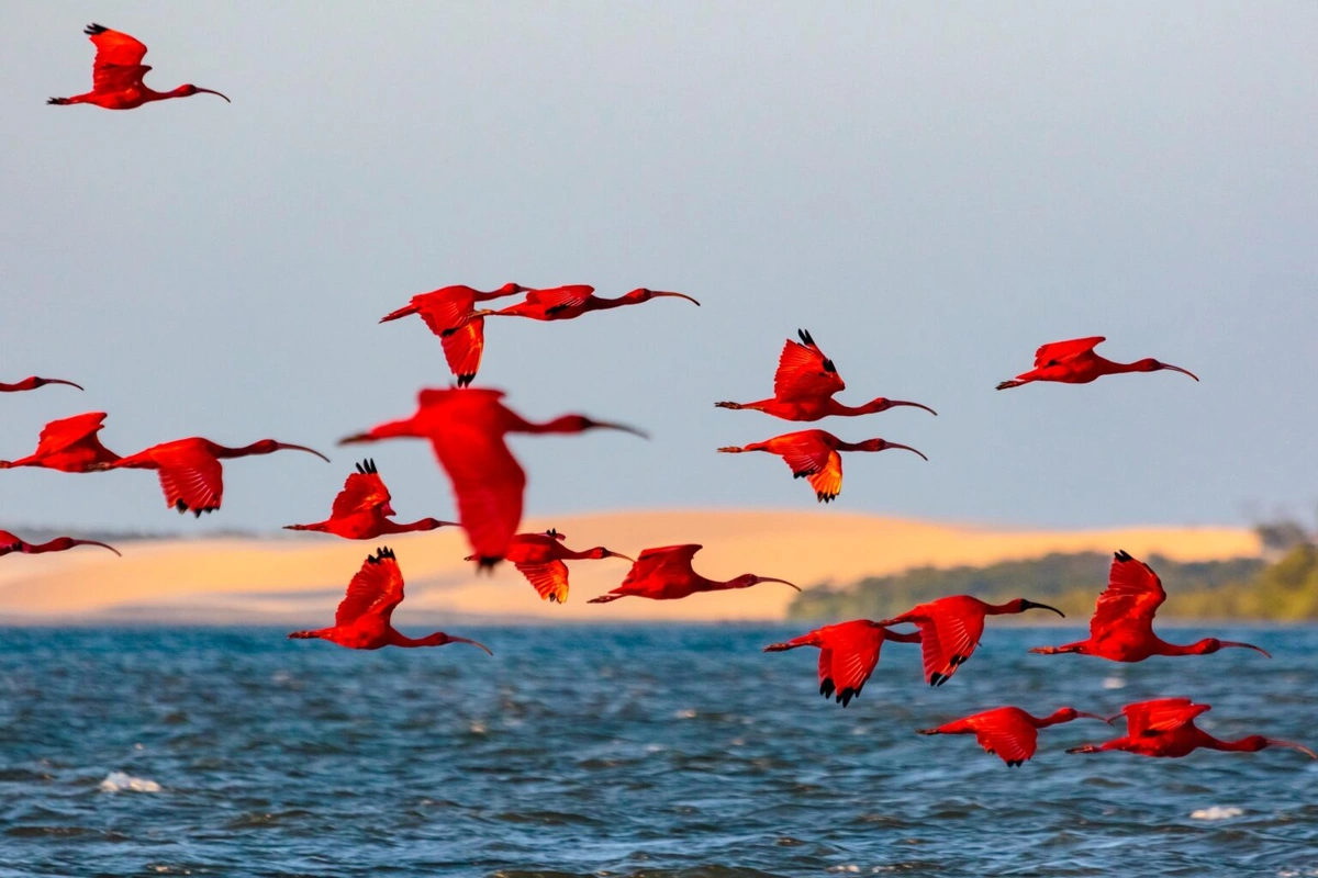 Revoada dos Guarás – Delta do Parnaíba