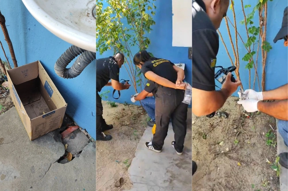 Três filhotes de gatos são encontrados mortos em escola de Parnaíba