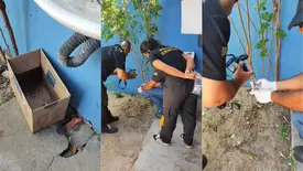 Três filhotes de gatos são encontrados mortos em escola de Parnaíba (Foto: Reprodução)