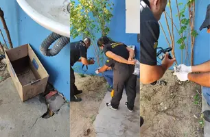 Três filhotes de gatos são encontrados mortos em escola de Parnaíba (Foto: Reprodução)