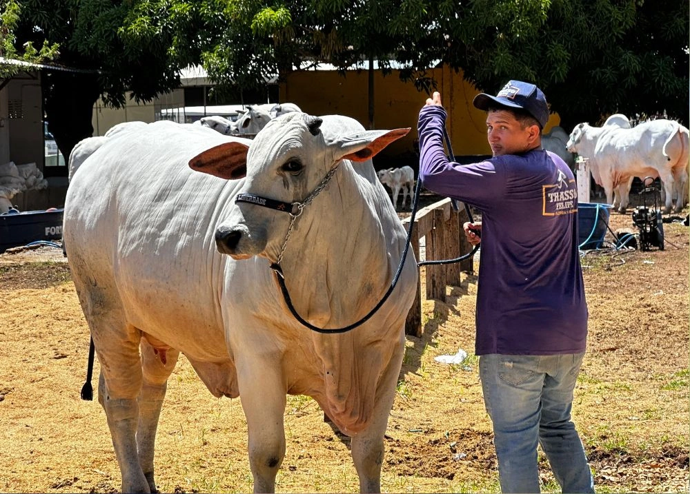 Vaca Alquimia, avaliada em R$ 1,2 milhão, é destaque na Expoapi 2025