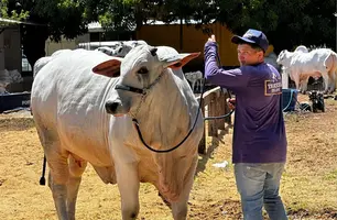 Vaca Alquimia, avaliada em R$ 1,2 milhão, é destaque na Expoapi 2025 (Foto: James Rodrigues/Conecta Piauí)