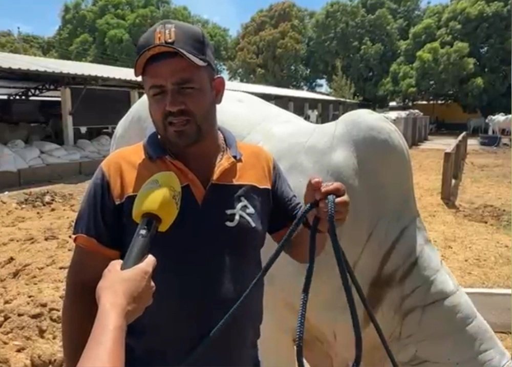 Vaca Alquimia, avaliada em R$ 1,2 milhão, é destaque na Expoapi 2025