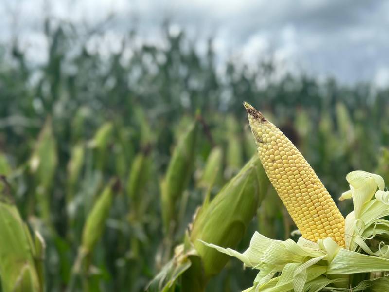 7º Dia de Campo Insolo da Fazenda Ipê reúne produtores e especialistas em  Baixa Grande do Ribeiro