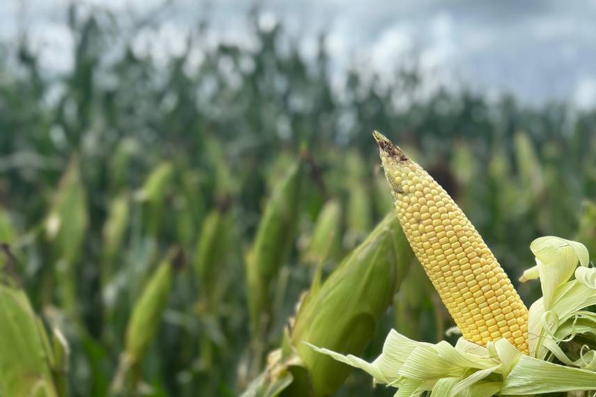 7º Dia de Campo Insolo da Fazenda Ipê reúne produtores e especialistas em  Baixa Grande do Ribeiro 7º Dia de Campo Insolo da Fazenda Ipê reúne produtores e especialistas em  Baixa Grande do Ribeiro