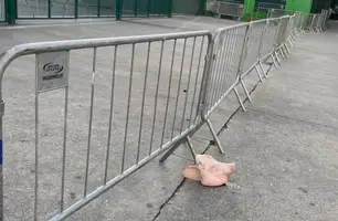 Cabeça de porco no Allianz Parque (Foto: Reprodução/Redes Sociais)