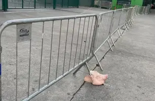 Cabeça de porco no Allianz Parque (Foto: Reprodução/Redes Sociais)