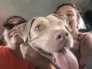 Pitbull cega que havia sido furtada em Cajueiro da Praia é encontrada