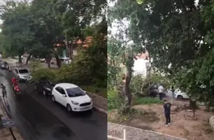 Chuva com ventania derruba árvore e causa transtorno na zona Sudeste de Teresina (Foto: Reprodução)