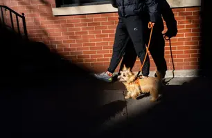 Furto de animais (Foto: Reprodução/Calla Kessler/New York Times)