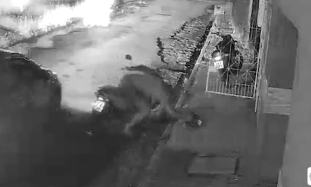 Homem finge morte para não ser morto em tentativa de homicídio no MA